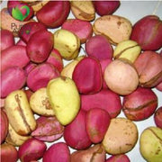 Purelyagro Kola Nut Bissy Nut Cola Nut Freshly Imported Nitidia Orji Gworo Obi Abata Garcinia